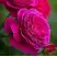 Роза МАЛИНОВЫЙ ЗВОН чайно-гибридная в Дзержинске