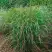 Просо РЕБРАУН прутьевидное в Дзержинске