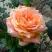Роза ЭЛЬДОРАДО чайно-гибридная в Дзержинске
