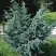Можжевельник БЛЮ АЛЬПС китайский  в Дзержинске