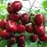 Черешня ГРОНКАВАЯ в Дзержинске
