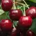 Черешня ГРОНКАВАЯ в Дзержинске