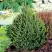 Ель КОМПАКТА обыкновенная в Дзержинске