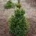 Ель ВИЛС ЦВЕРГ обыкновенная в Дзержинске