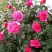 Роза МАЛИНОВЫЙ ЗВОН чайно-гибридная в Дзержинске