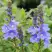 Вероника РОЯЛ БЛЮ большая в Дзержинске