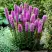 Лиатрис РОЗЕА колосковая в Дзержинске