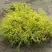 Кипарисовик ГОЛДЕН МОП горохоплодный в Дзержинске