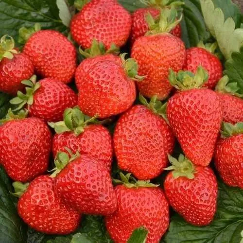 Клубника САН АНДРЕАС ремонтантная  Клубника САН АНДРЕАС ремонтантная в Дзержинске