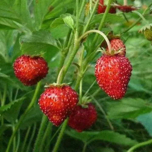 Земляника АЛЬПИЙСКАЯ  Земляника АЛЬПИЙСКАЯ в Дзержинске