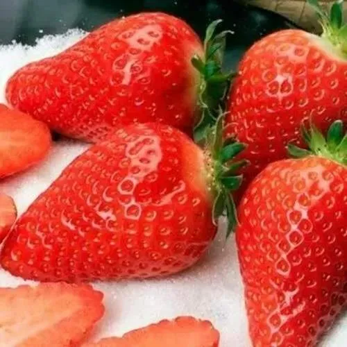 Клубника АЛЬБА  Клубника АЛЬБА в Дзержинске