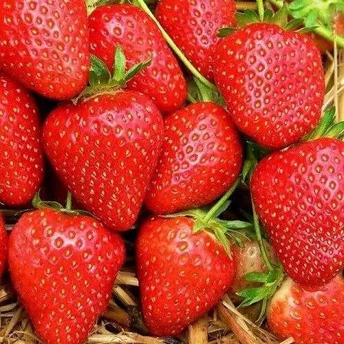 Клубника КВИКИ  Клубника КВИКИ в Дзержинске