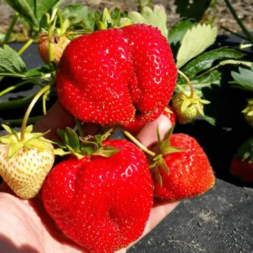 Клубника АПРИКА  Клубника АПРИКА в Дзержинске