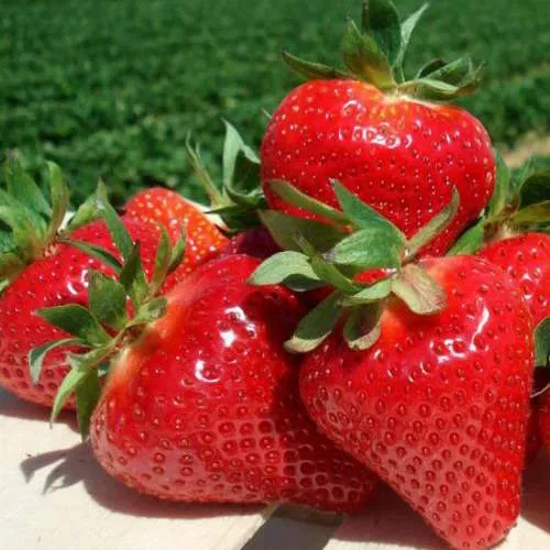 Клубника ДЖОЛИ  Клубника ДЖОЛИ в Дзержинске