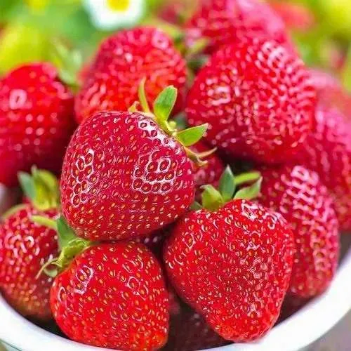 Клубника СИЛЬВИЯ  Клубника СИЛЬВИЯ в Дзержинске