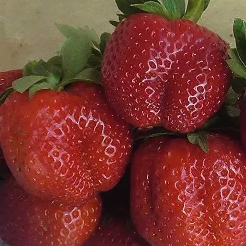 Клубника ДЕСТЕНИ  Клубника ДЕСТЕНИ в Дзержинске