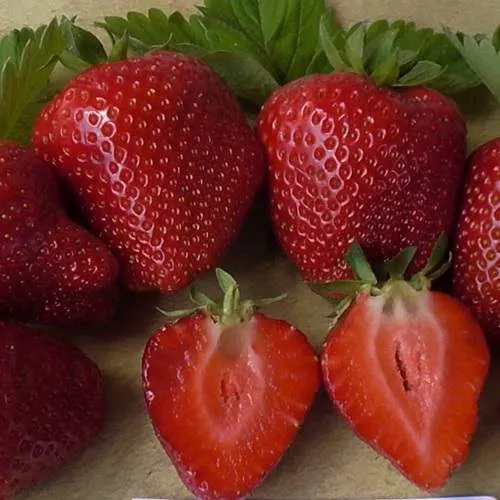 Клубника САНДРА  Клубника САНДРА в Дзержинске