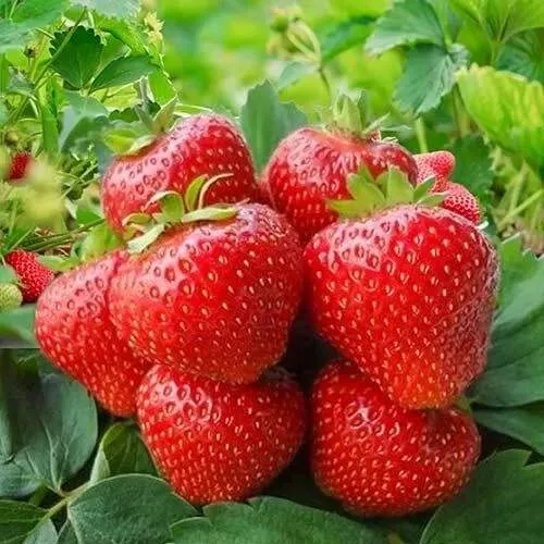 Клубника КИМБЕРЛИ  Клубника КИМБЕРЛИ в Дзержинске