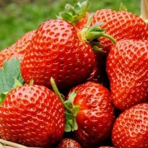 Клубника ФЛОРЕНС  Клубника ФЛОРЕНС в Дзержинске