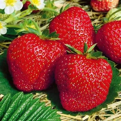 Клубника ВИМА ЗАНТА  Клубника ВИМА ЗАНТА в Дзержинске