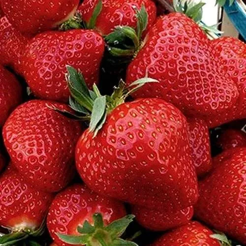 Клубника КЛЕРИ  Клубника КЛЕРИ в Дзержинске