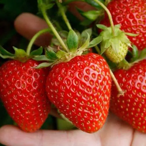 Клубника ПОРТОЛА ремонтантная  Клубника ПОРТОЛА ремонтантная в Дзержинске