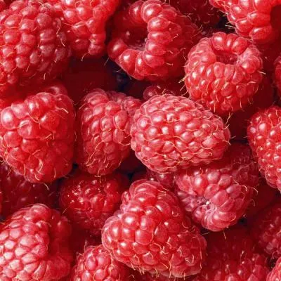 Малина летняя  Малина летняя в Дзержинске