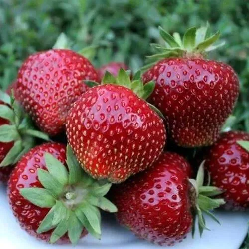 Клубника МАЛЬВИНА  Клубника МАЛЬВИНА в Дзержинске