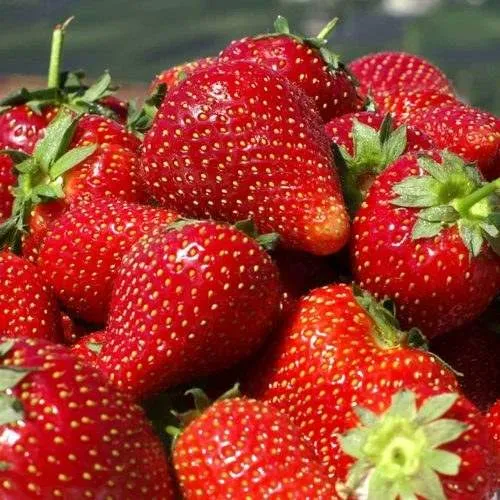 Клубника ПИРЧИНКЬЮ  Клубника ПИРЧИНКЬЮ в Дзержинске