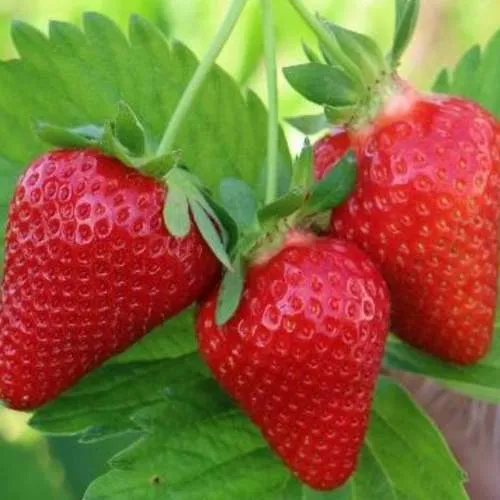 Клубника КЛОДИЯ  Клубника КЛОДИЯ в Дзержинске