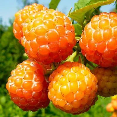 Малина жёлтая  Малина жёлтая в Дзержинске