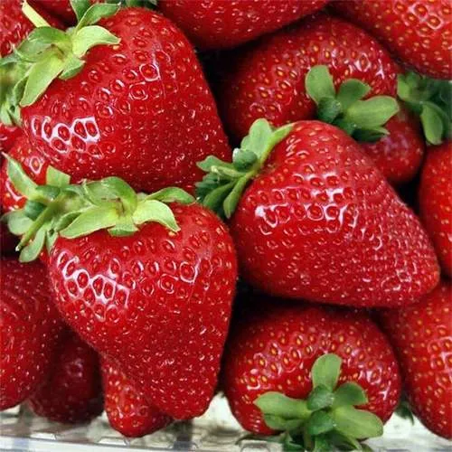 Клубника СКАЛА  Клубника СКАЛА в Дзержинске