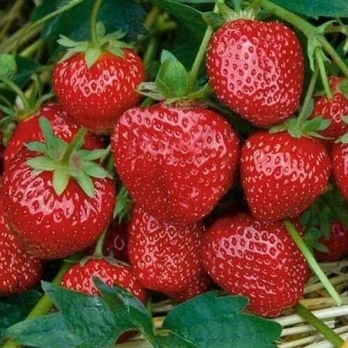 Клубника СЕЛЬВА ремонтантная  Клубника СЕЛЬВА ремонтантная в Дзержинске