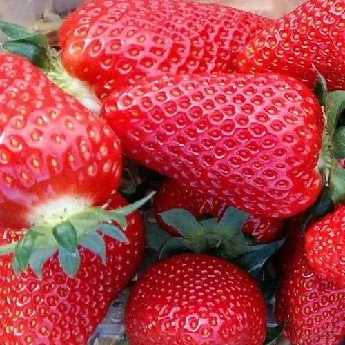 Клубника АМИ  Клубника АМИ в Дзержинске