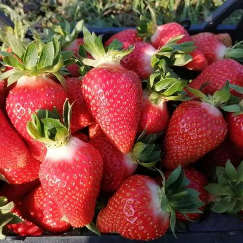 Клубника ЛЮЧИЯ  Клубника ЛЮЧИЯ в Дзержинске