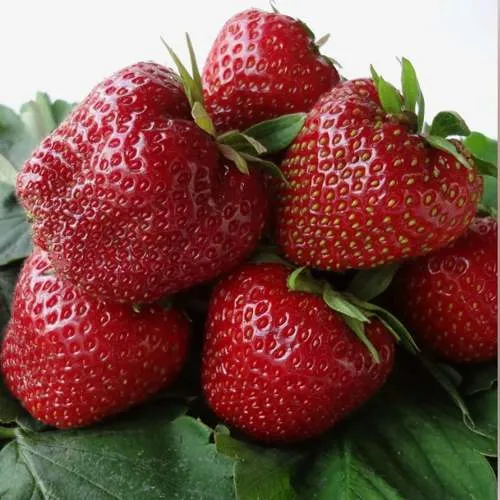 Клубника НАБИЛА  Клубника НАБИЛА в Дзержинске