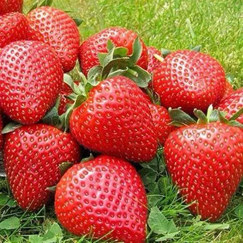 Клубника ЭЛИАНЕ  Клубника ЭЛИАНЕ в Дзержинске