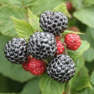 Малина черная  Малина черная в Дзержинске