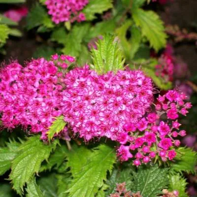 Спирея КРИСПА японская  Спирея КРИСПА японская в Дзержинске