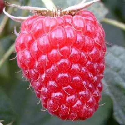 Малина ремонтантная  Малина ремонтантная в Дзержинске