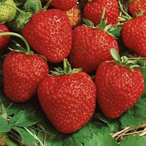 Клубника КОРОНА  Клубника КОРОНА в Дзержинске