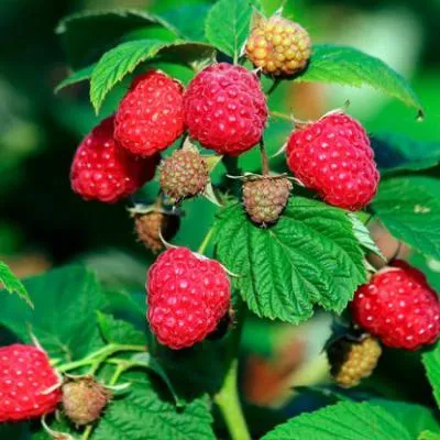 Малиновое дерево  Малиновое дерево в Дзержинске