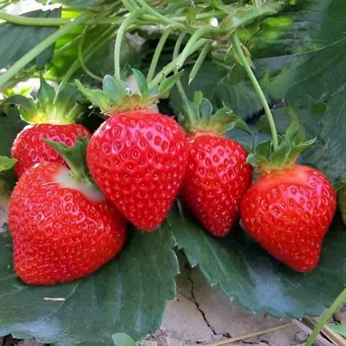 Клубника ТЕА  Клубника ТЕА в Дзержинске