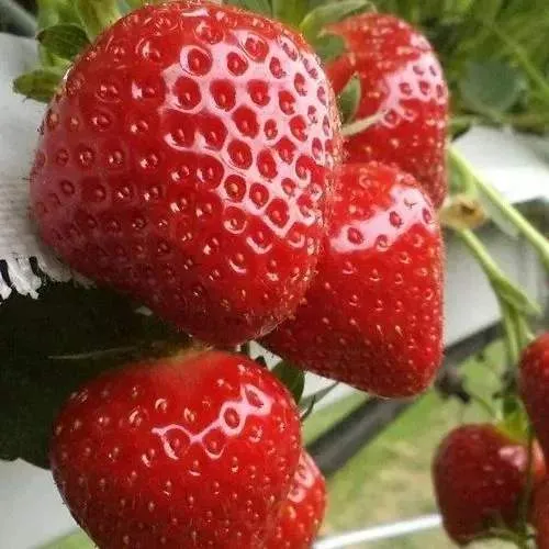 Клубника АРГЕНТЕРА  Клубника АРГЕНТЕРА в Дзержинске