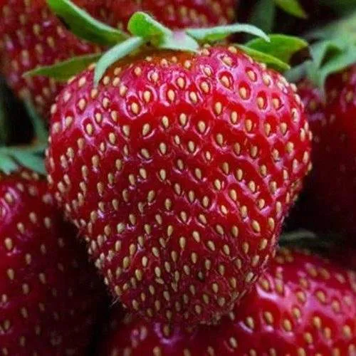 Клубника НАНДИ  Клубника НАНДИ в Дзержинске