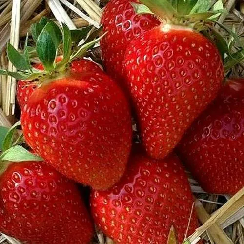 Клубника СИБИЛЛА  Клубника СИБИЛЛА в Дзержинске