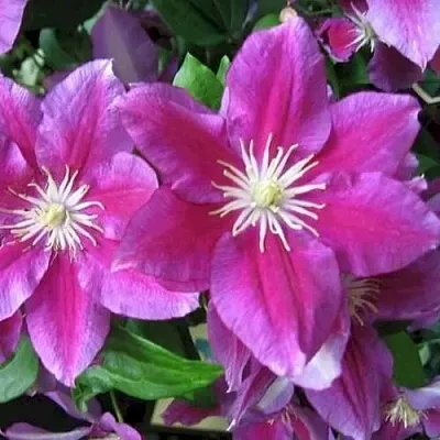 Клематис ХАНИЯ  Клематис ХАНИЯ в Дзержинске