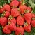Клубника САН АНДРЕАС ремонтантная в Дзержинске