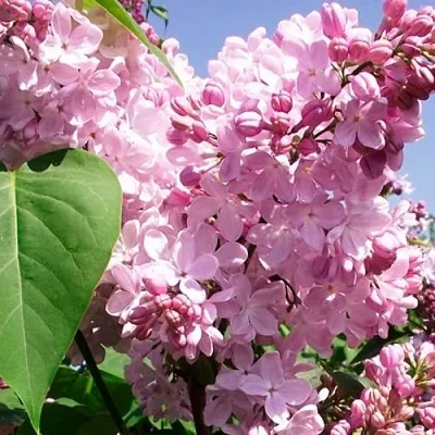 Сирень АДЕЛИНА  Сирень АДЕЛИНА в Дзержинске