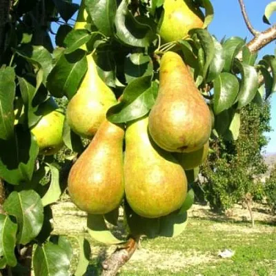 Груша Г-9 колонновидная  Груша Г-9 колонновидная в Дзержинске